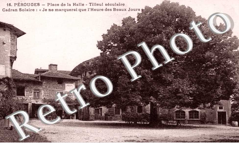 place de la Halle, tilleul seculaire