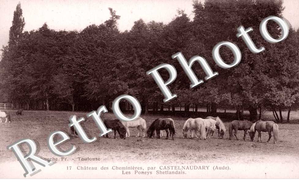 Chateau des Cheminieres - Les poneys Shetlandais