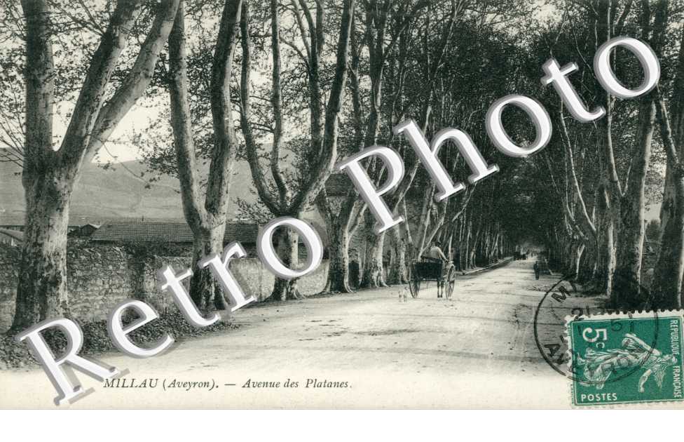 Avenue des platanes