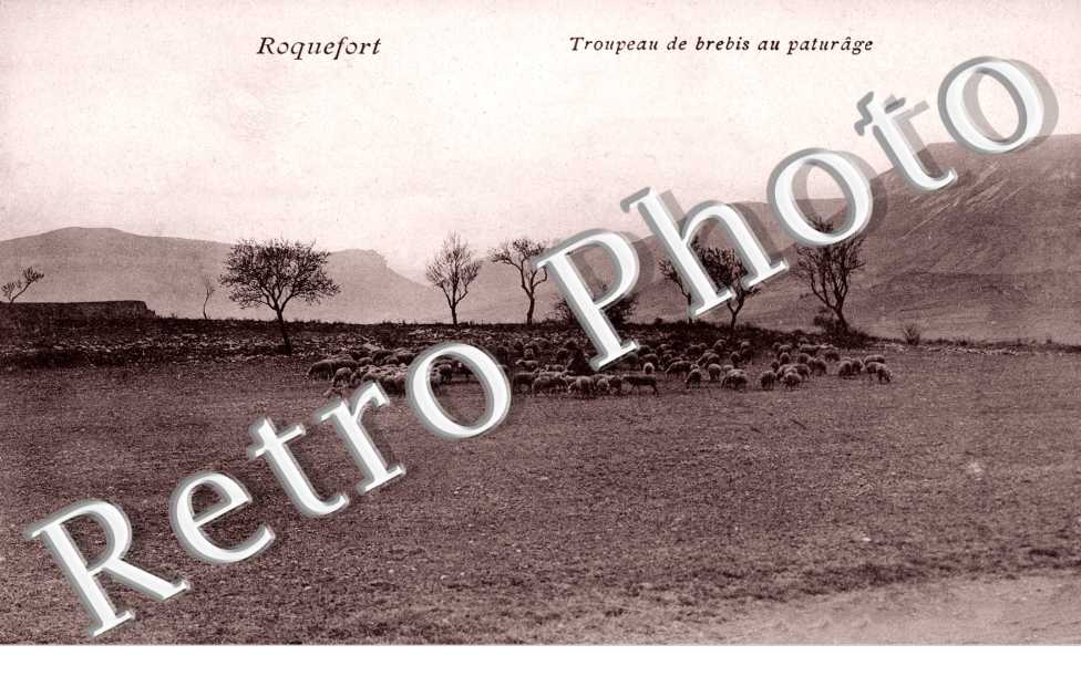 Troupeau de brebis au paturage