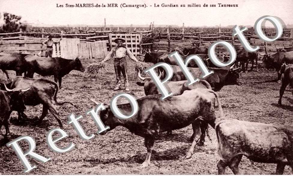le gardian au milieu de ses taureaux