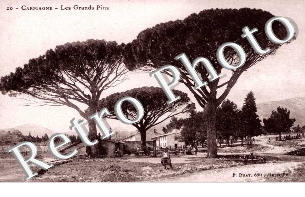 les grands pins