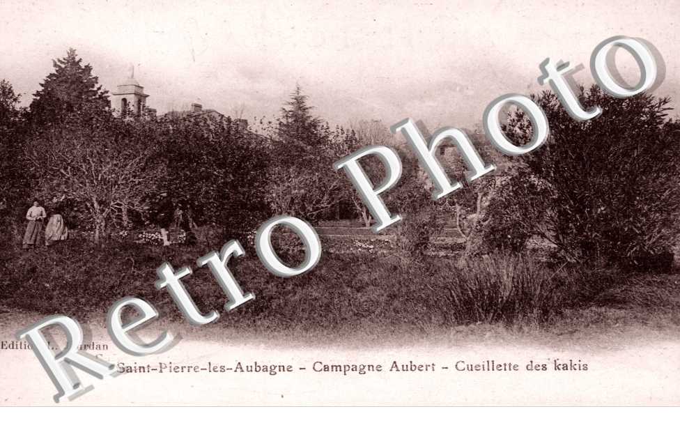 Saint Pierre les Aubagne, Campagne Aubert, Cueillette des Kakis