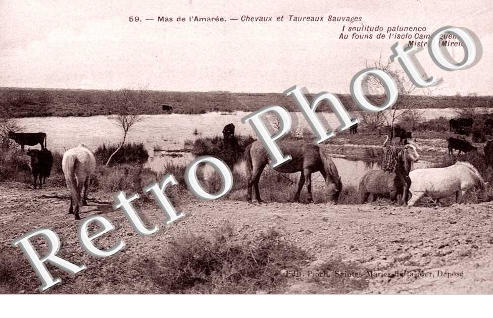 Mas de l&#039;Amaree, Chevaux et Taureaux Sauvages