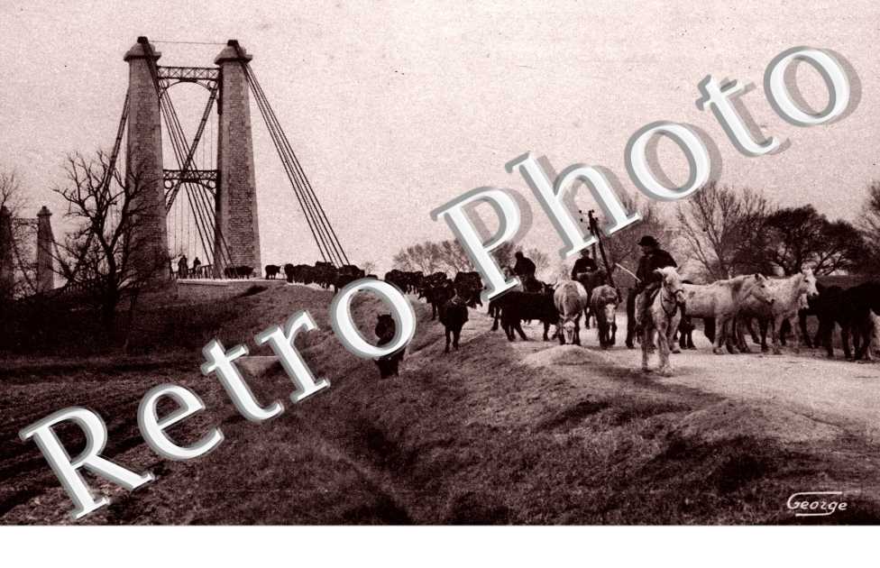 Transhumance des Taureaux, une partie de la Manade F. Granon descend du pont de Sylvereal