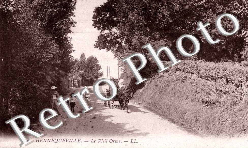 Hennequeville - le vieil orme