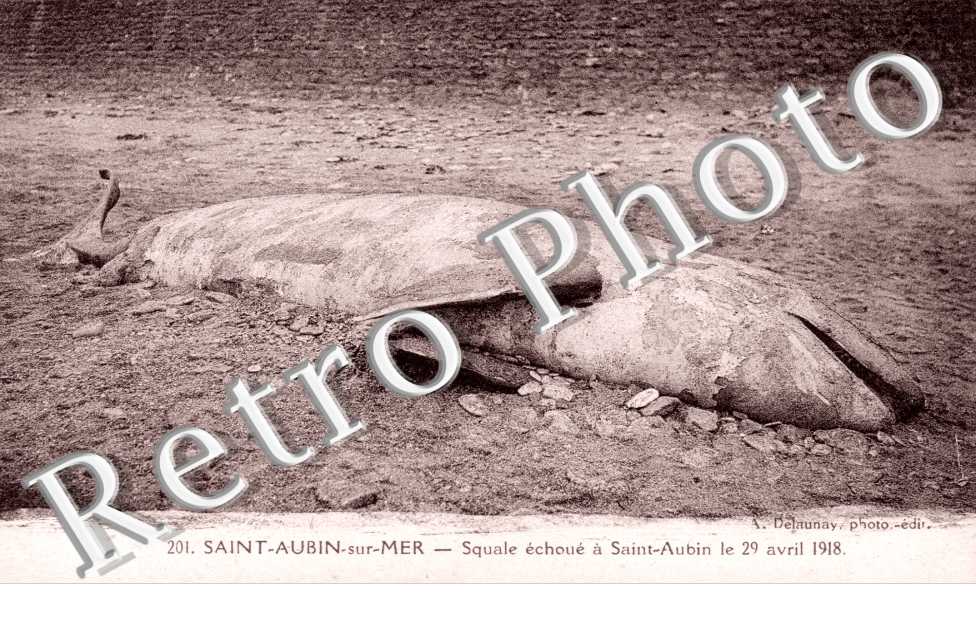 Squale echoue le 29 avril 1918