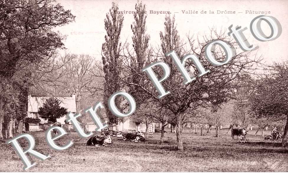 vallee de la Drome, paturage