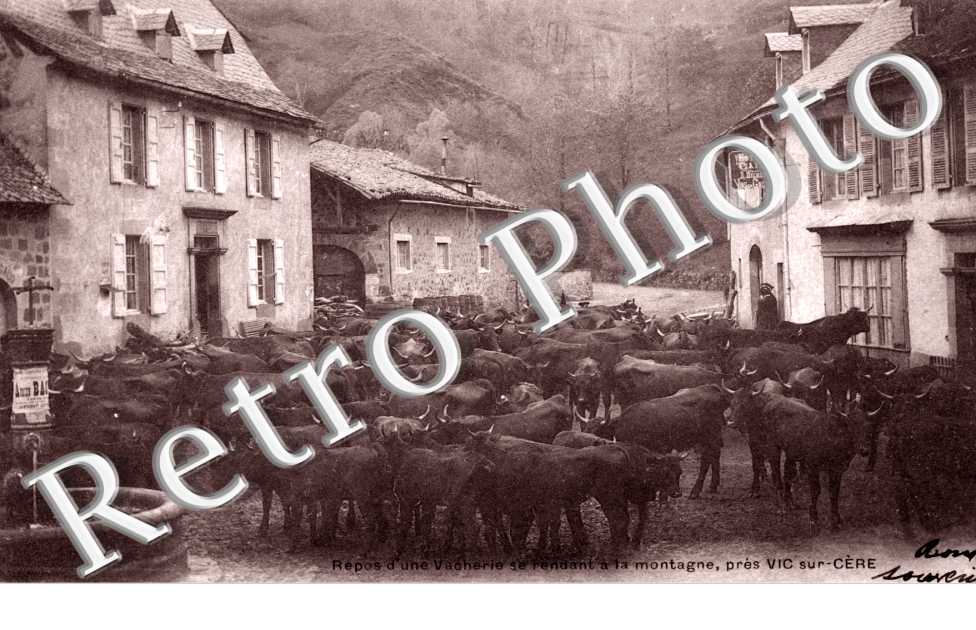 repos d'une vacherie