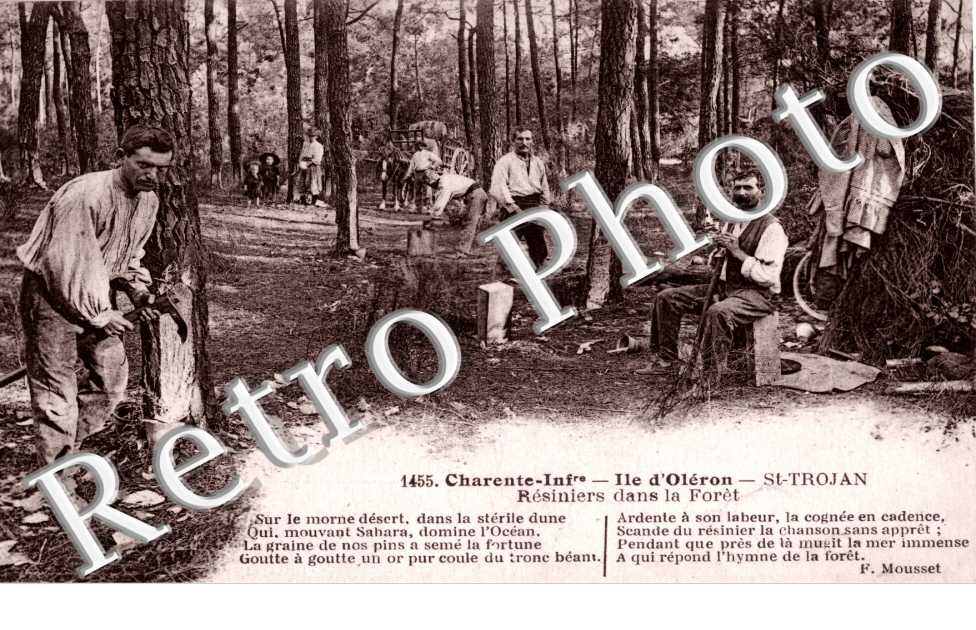 Resiniers dans la foret