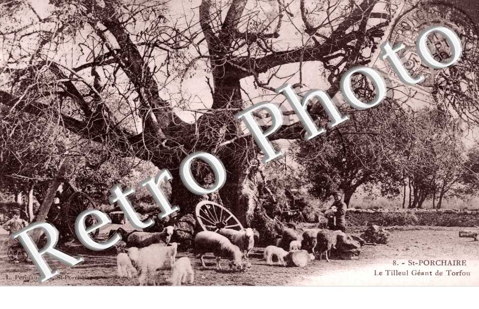 le tilleul geant de Torfou