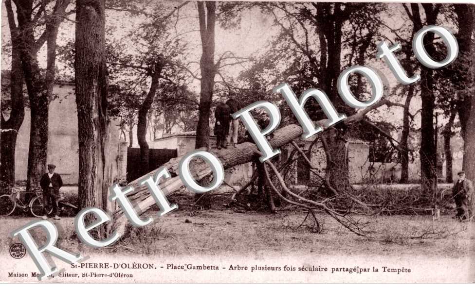 Place Gambetta - arbre plusieurs fois séculaire partagé par la tempête