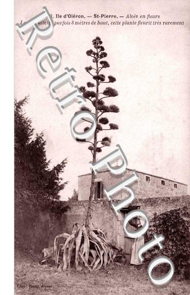 Aloes en fleurs