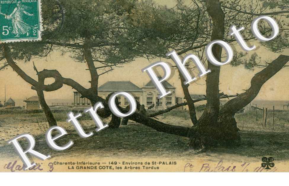 Les Arbres Tordus