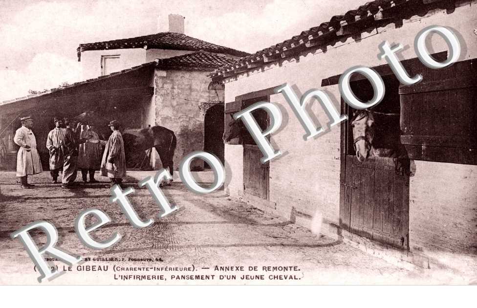le Gibeau, annexe de remonte, l&#039;infirmerie, pansement d&#039;un jeune cheval
