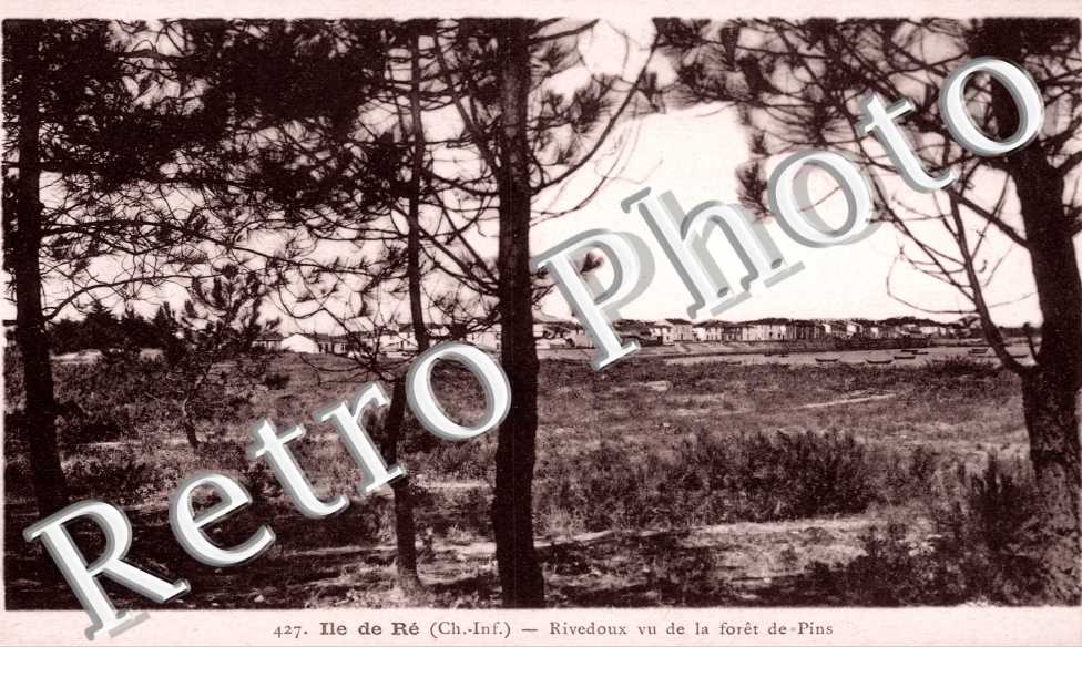 Vu de la foret de pins