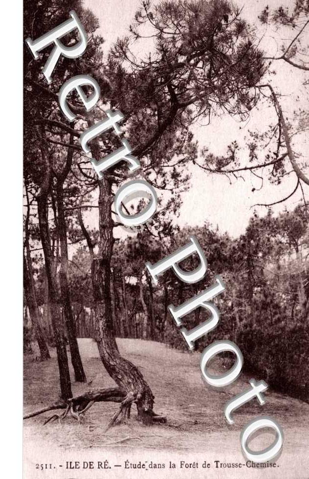 Etude dans la foret de Trousse-Chemise