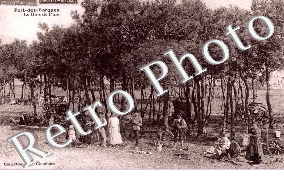 Le bois de Pins