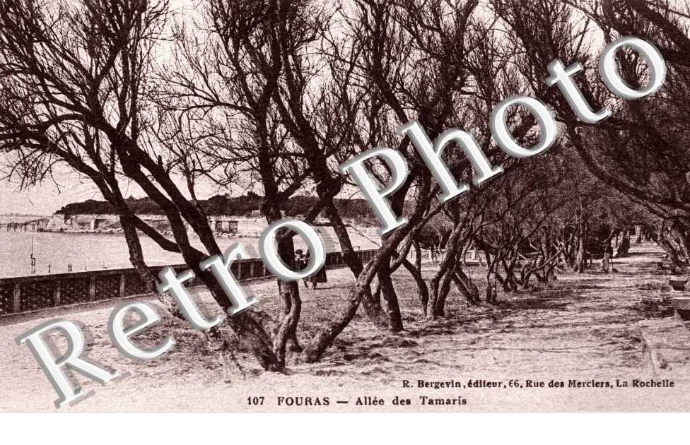Allee des Tamaris