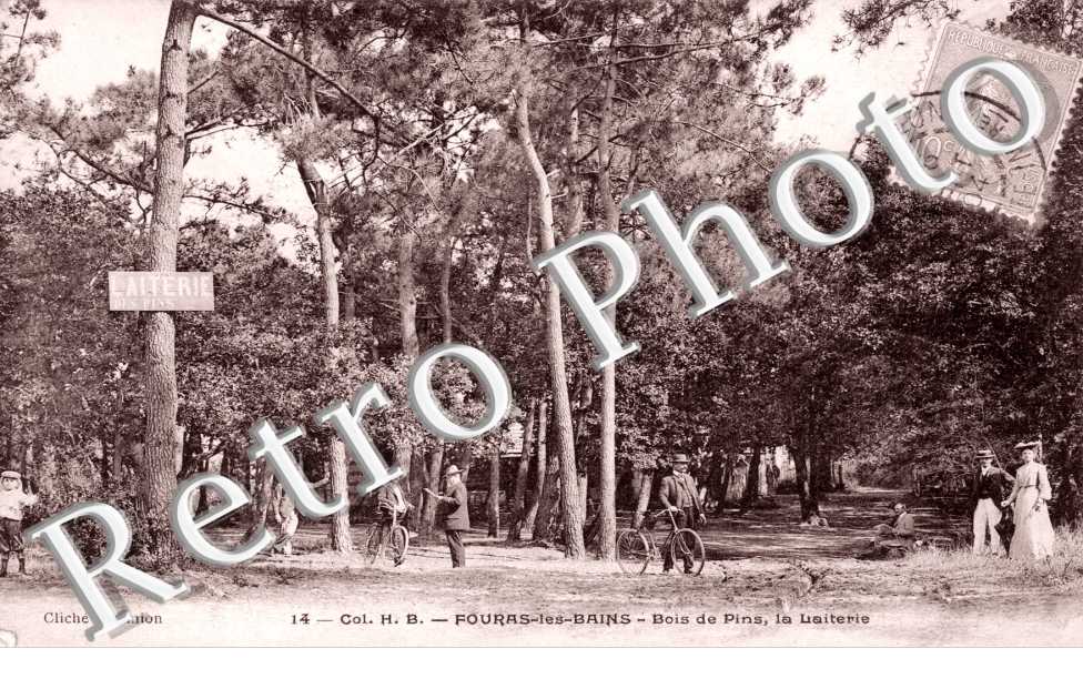 Bois de pins - la laiterie