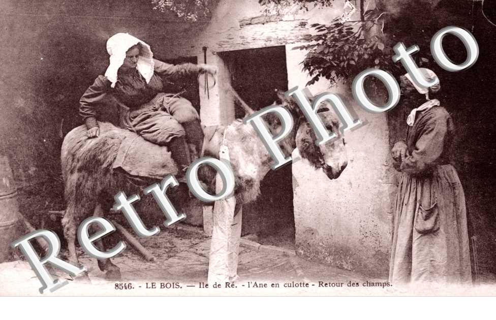 l&#039;ane en culotte, retour des champs