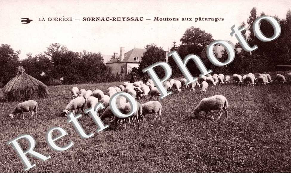 Moutons au Paturage