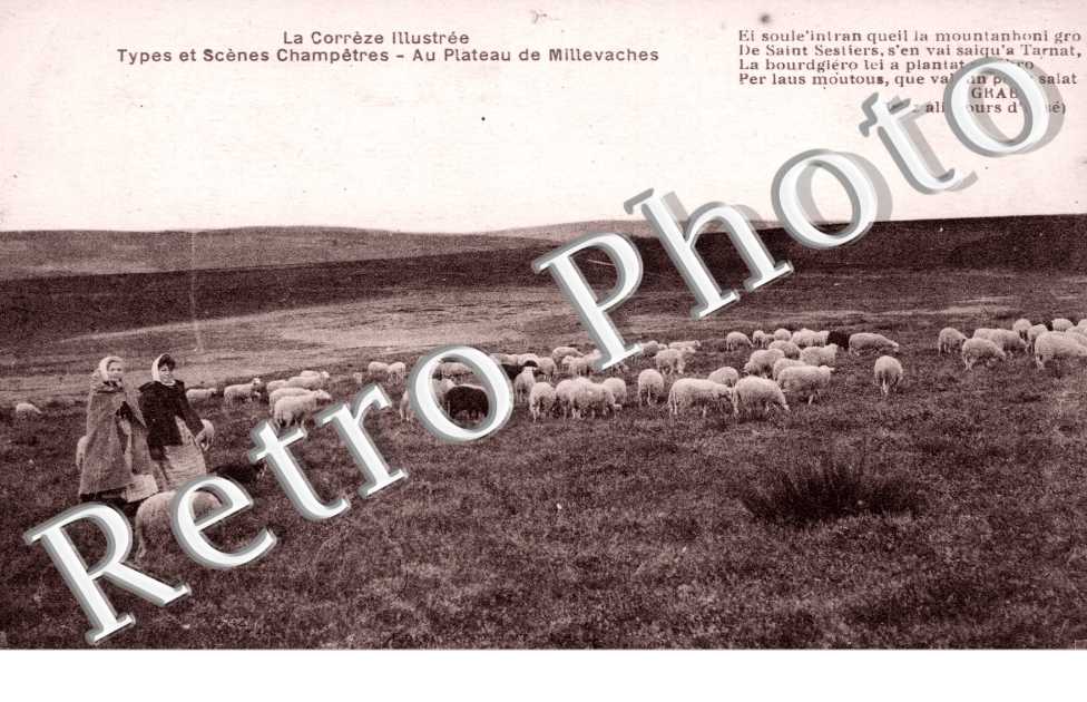 Paturage au Plateau