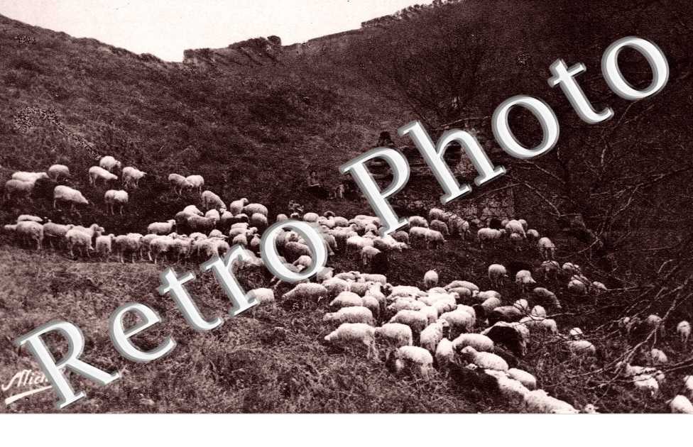 Scene Champetre - Moutons dans les bois