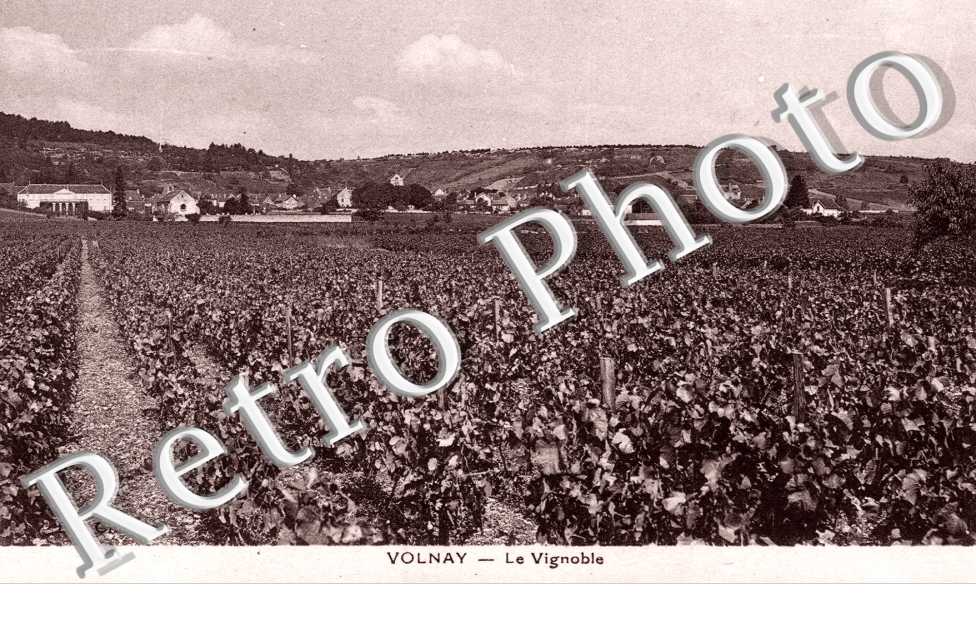 le vignoble