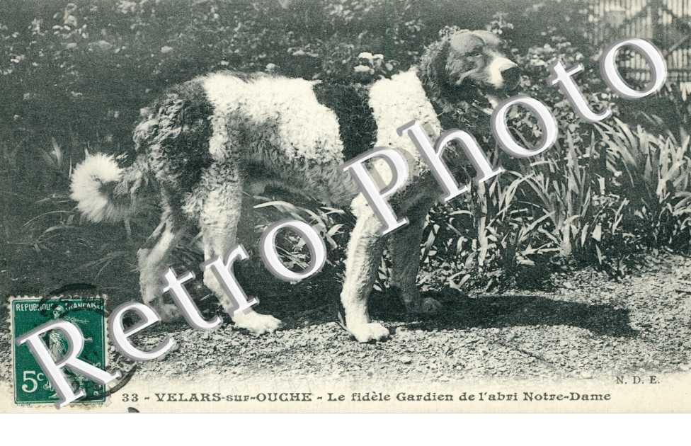 le fidele gardien de l'abri Notre Dame