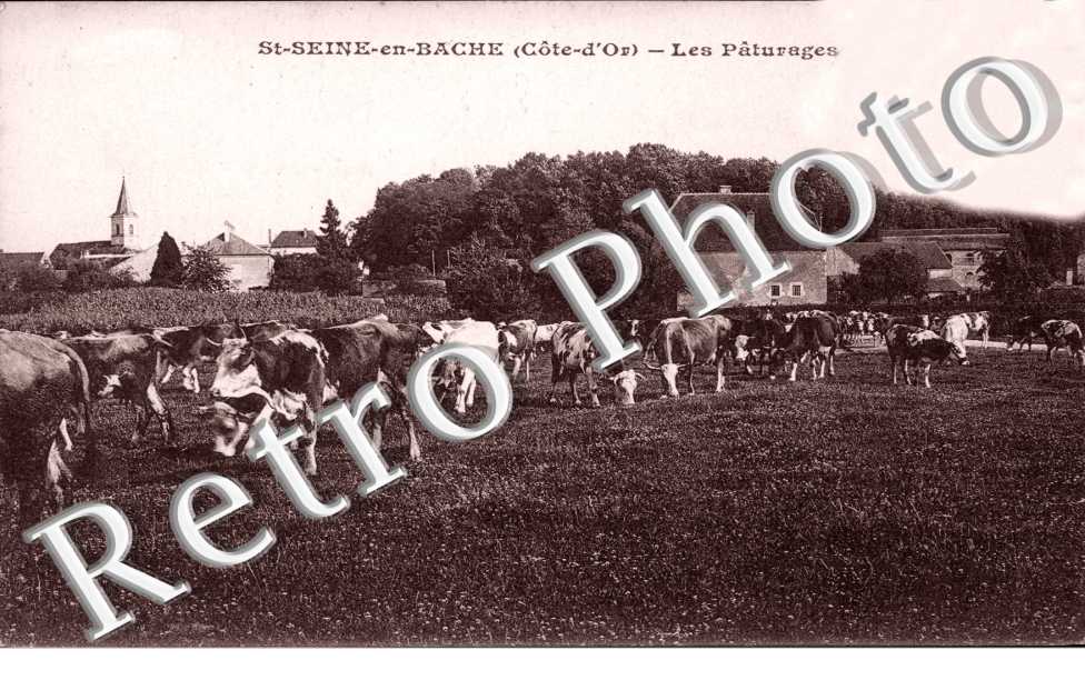 les paturages