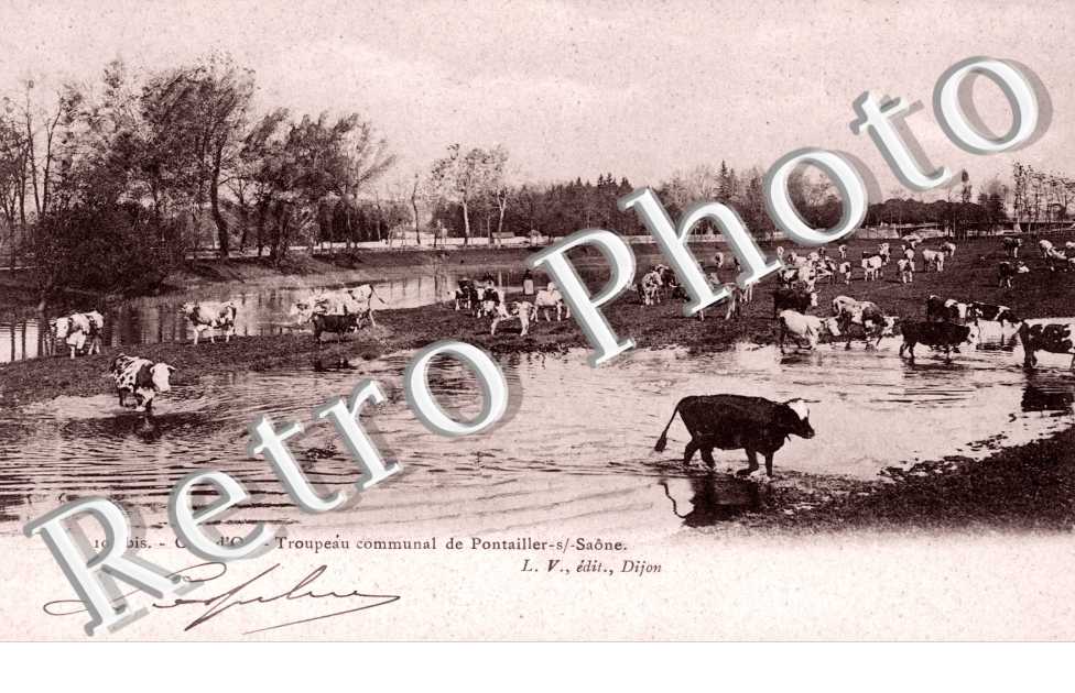 Troupeau communal de Pontailler sur Saone