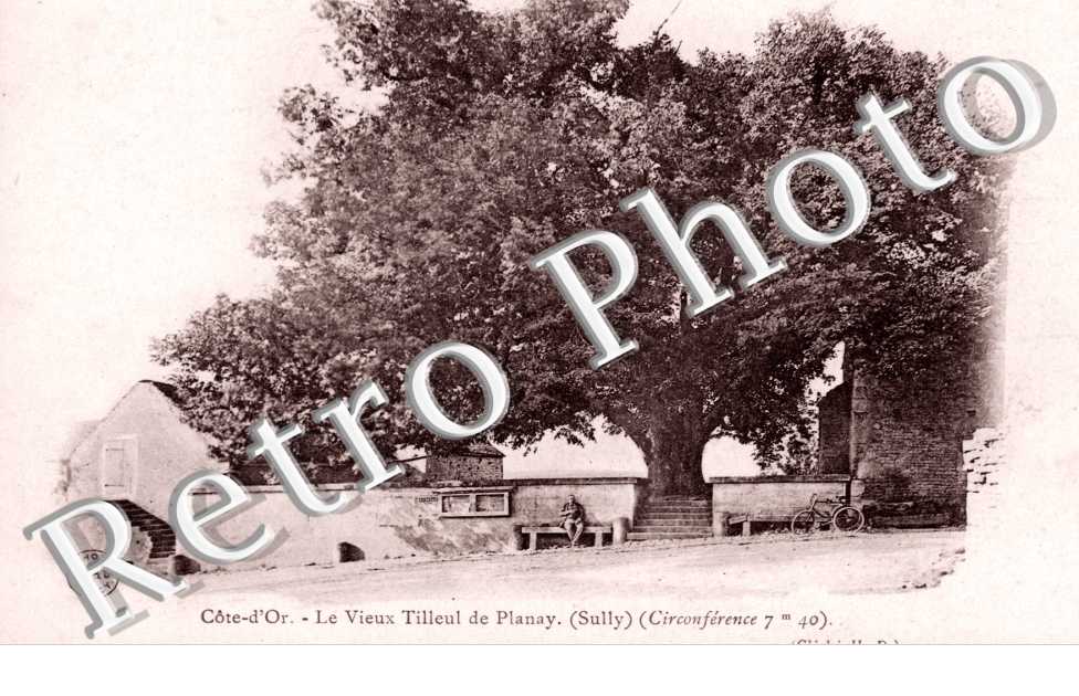 le Vieux Tilleul de Planay