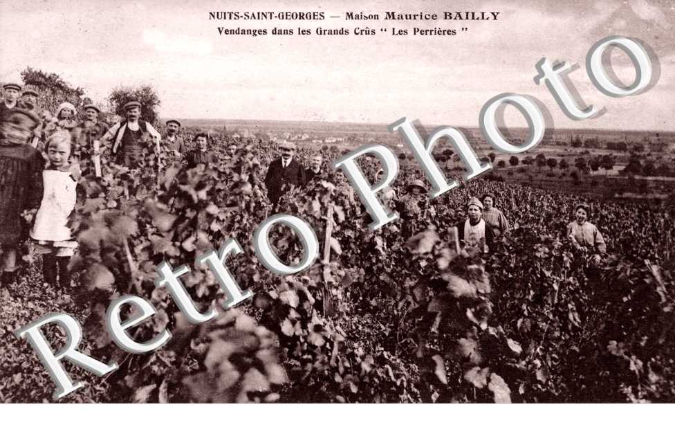 Maison Maurice Bailly, Vendanges dans les Grands Crus "les Perrieres"