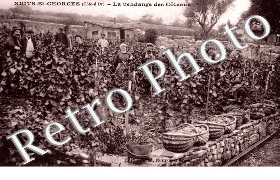 la Vendange des Coteaux