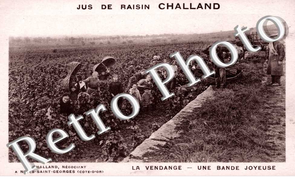 Jus de Raisin Challand, La Vendange, Une Bande Joyeuse