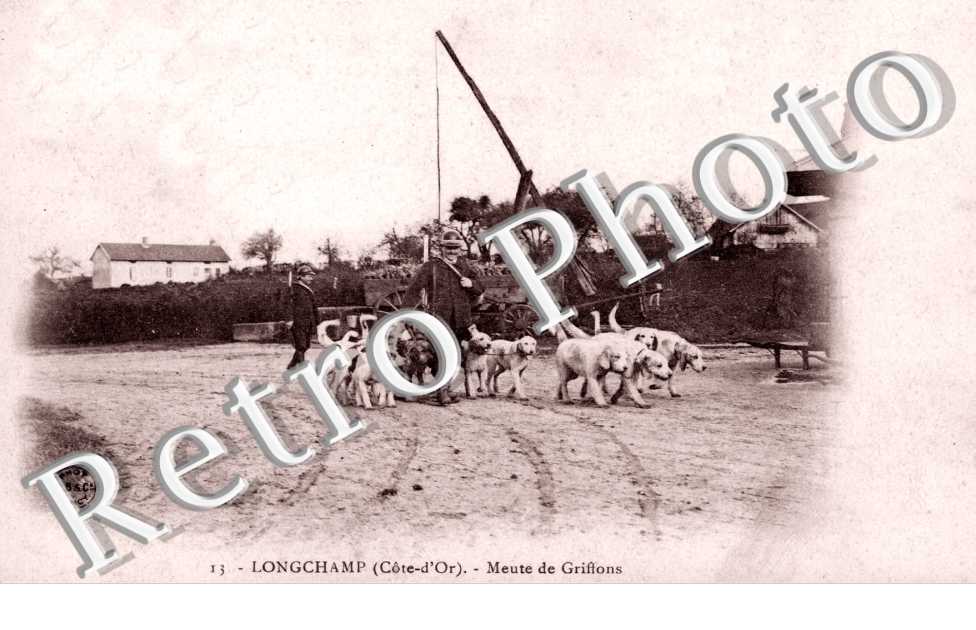 Meute de Griffons
