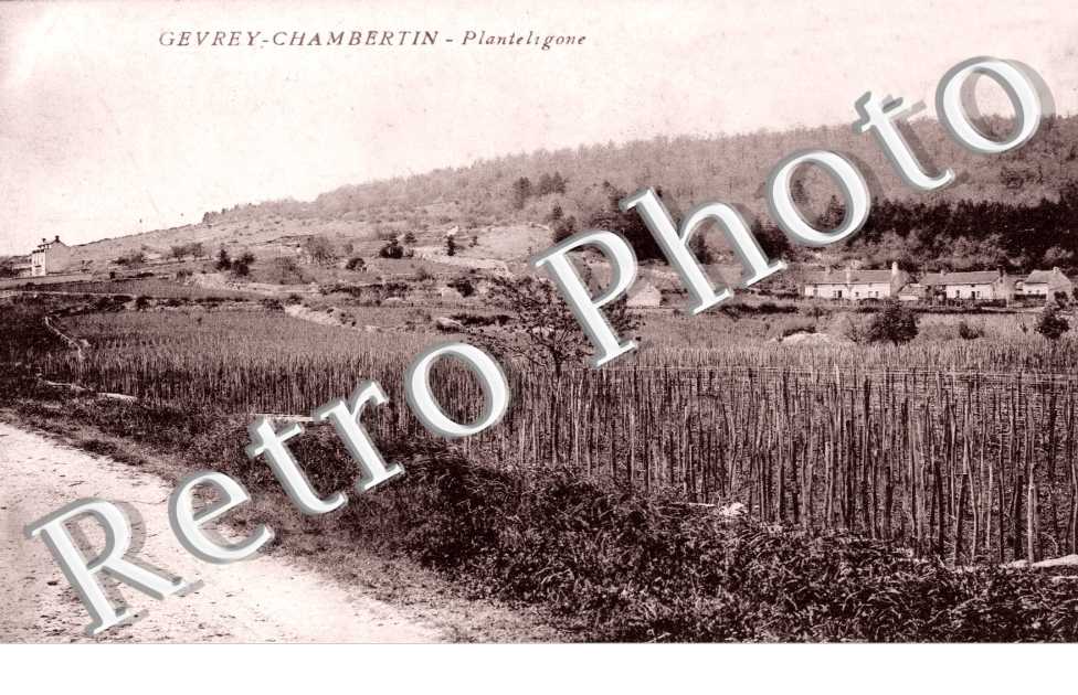 Planteligone