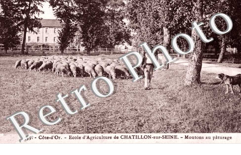 Ecole d'Agriculture, Moutons en paturage