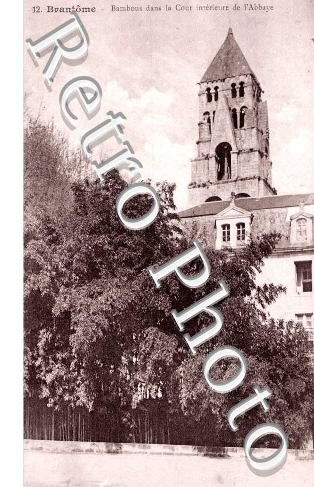Bambous dans la Cour Interieure de l'Abbaye