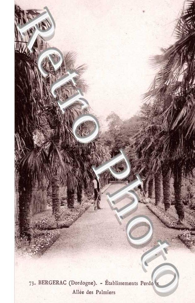 Allee des palmiers
