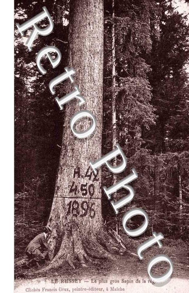 le plus gros sapin de la region