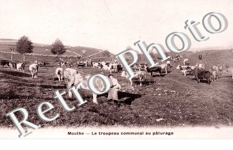 le Troupeau communal au paturage