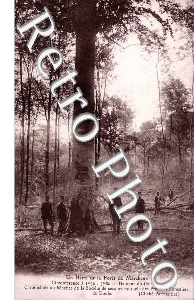Un hetre de la foret de Marchaux