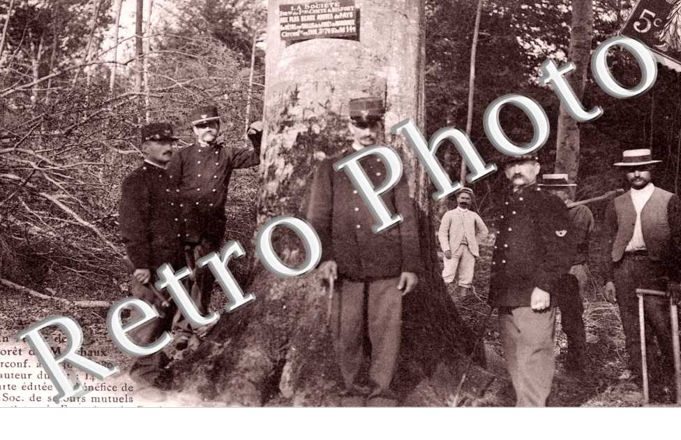 Un hetre de la foret de Marchaux