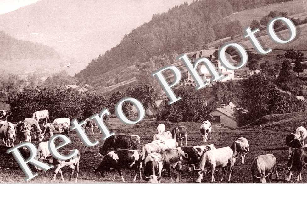 Modern&#039; Hotel, Vaches au paturages