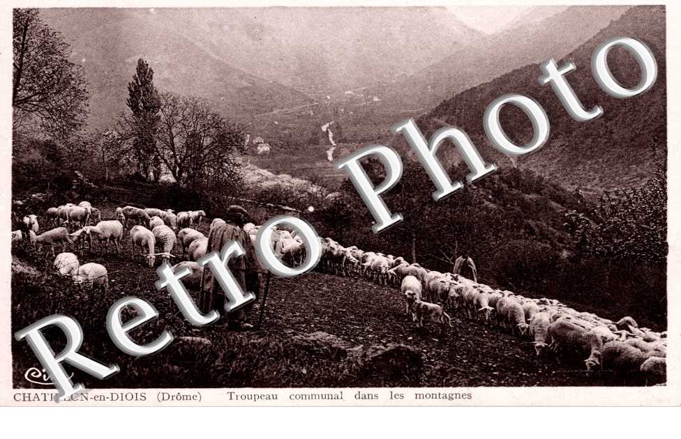 Troupeau communal dans les montagnes