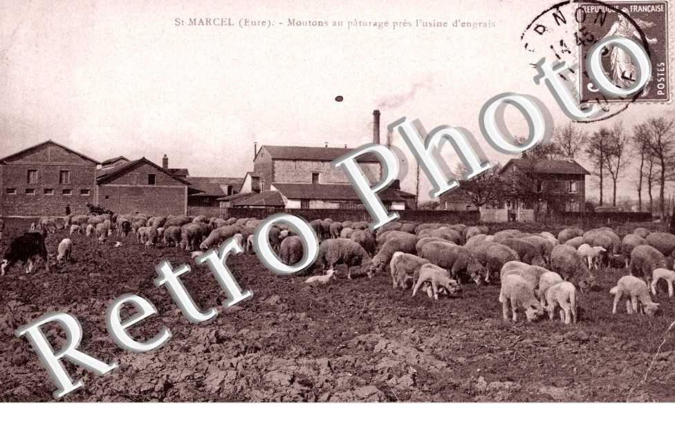 Moutons au paturage  pres l&#039;usine d&#039;engrais