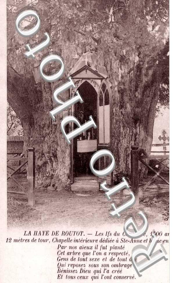 Les Ifs du cimetiere