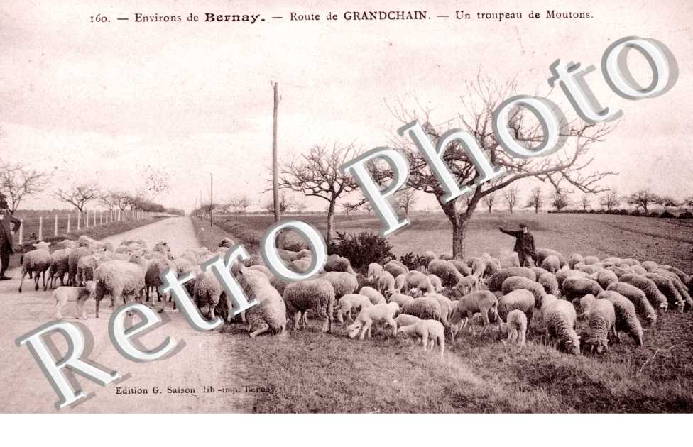Route - un troupeau de moutons
